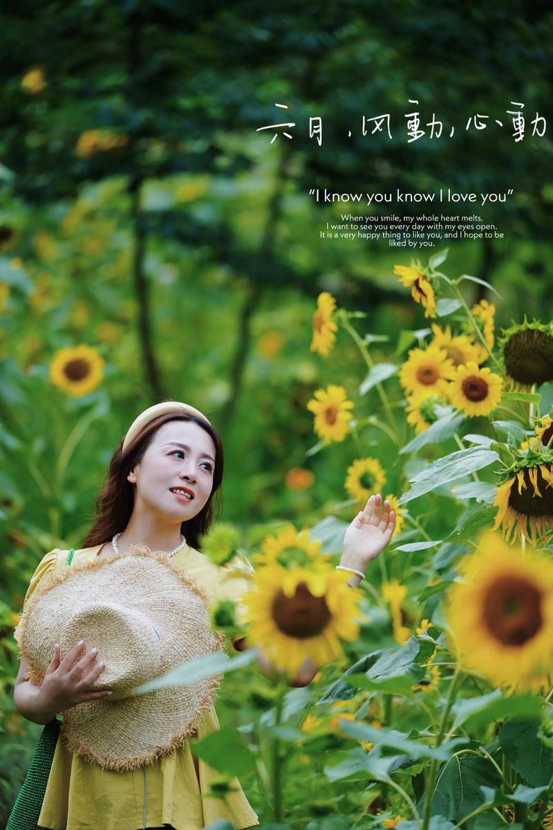 抖音向日葵开花的歌