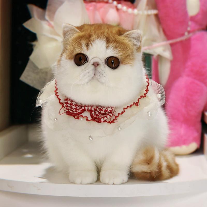 抖音里的异国短毛猫