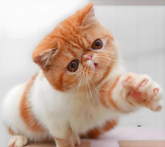 抖音里的异国短毛猫