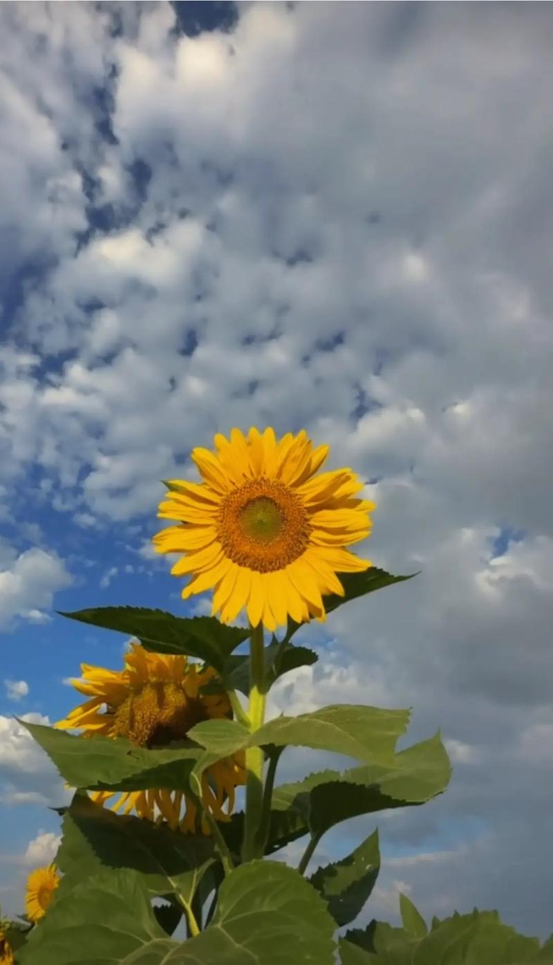 抖音上唱歌的向日葵