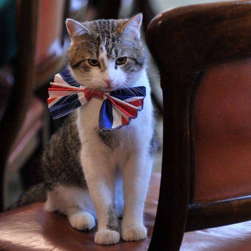 抖音里的打拉里拉里