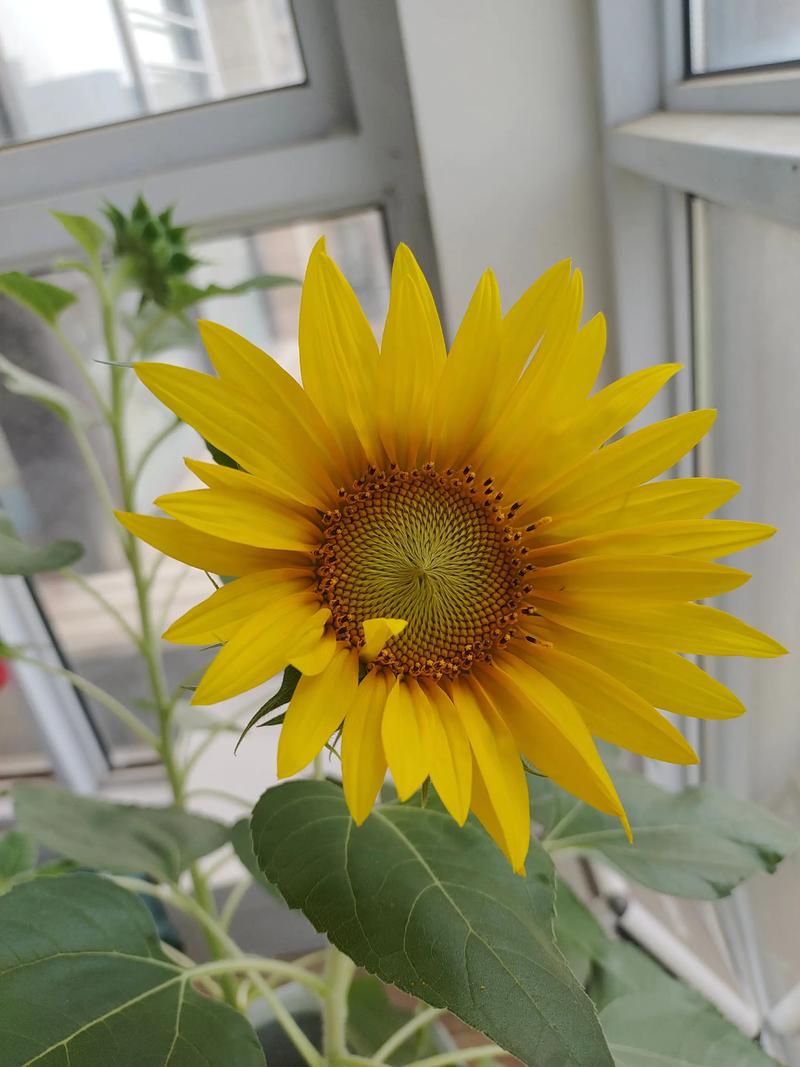 抖音向日葵音乐歌单