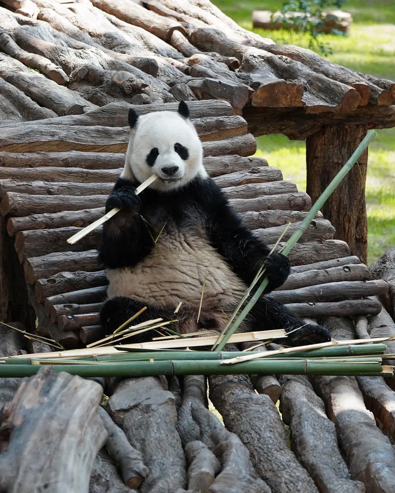 熊猫直播怎么送竹子