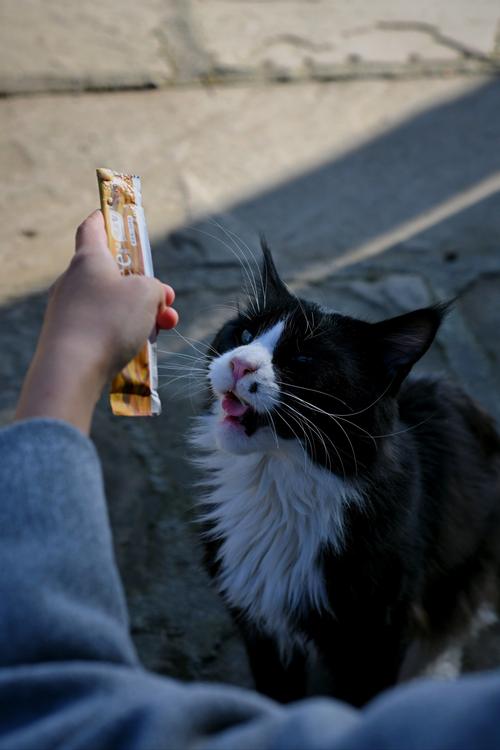 抖音猫图拿牙刷牙膏