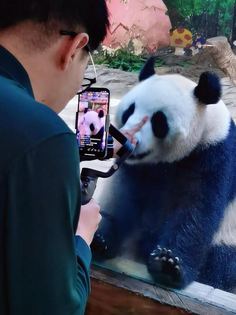 jy熊猫直播房间号