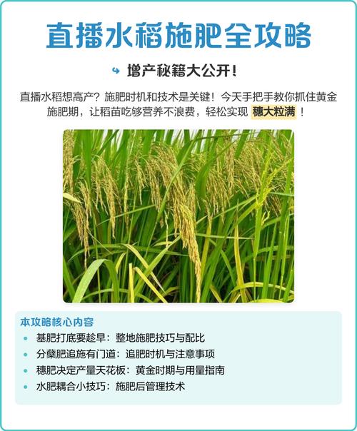 水稻直播田施肥时间