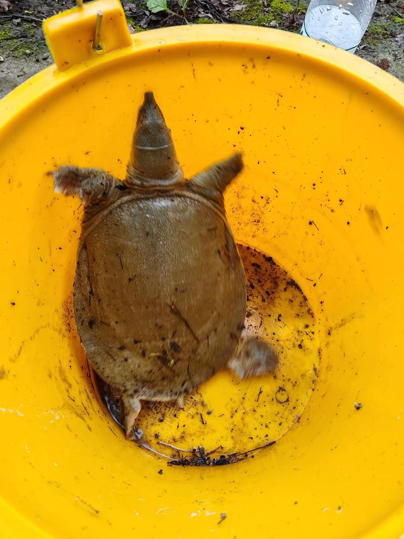 钓野生甲鱼视频直播