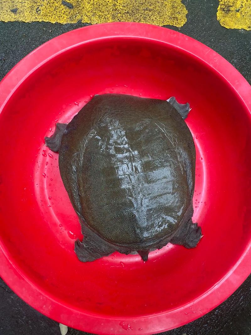 钓野生甲鱼视频直播