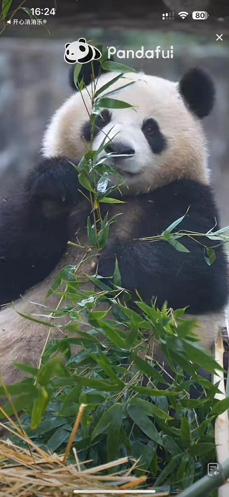 熊猫直播投影到电视