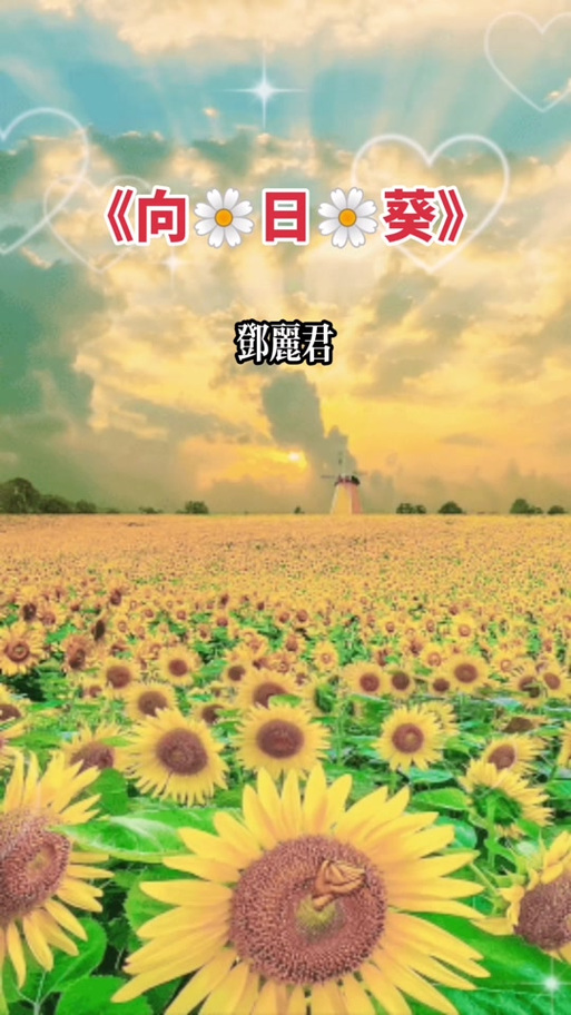 抖音向日葵里面的歌