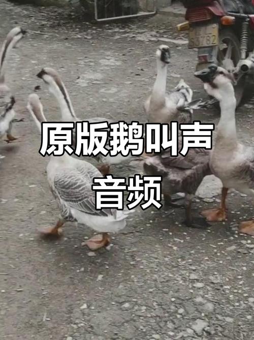 抖音里大鹅舞的音乐