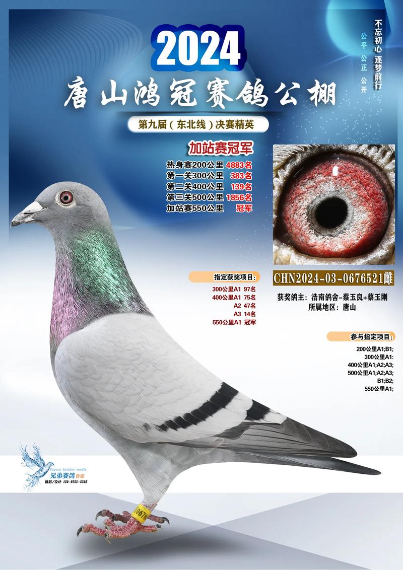 安捷赛鸽成绩直播网