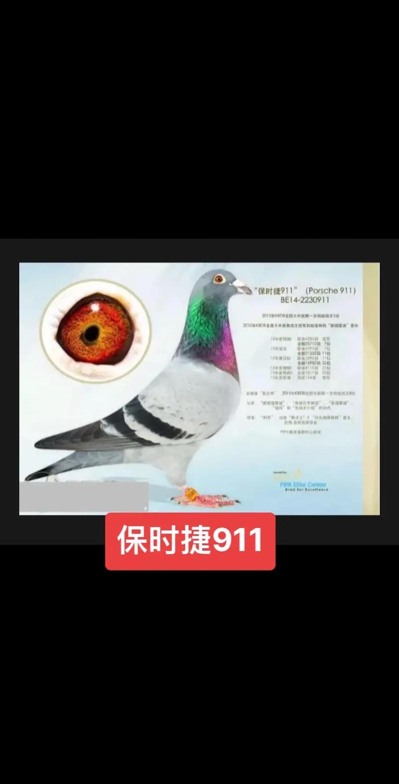 安捷赛鸽成绩直播网