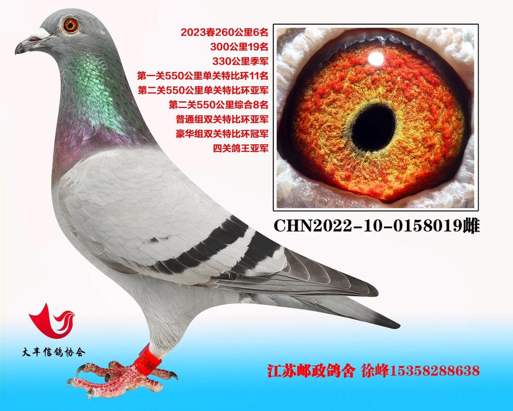 安捷赛鸽成绩直播网