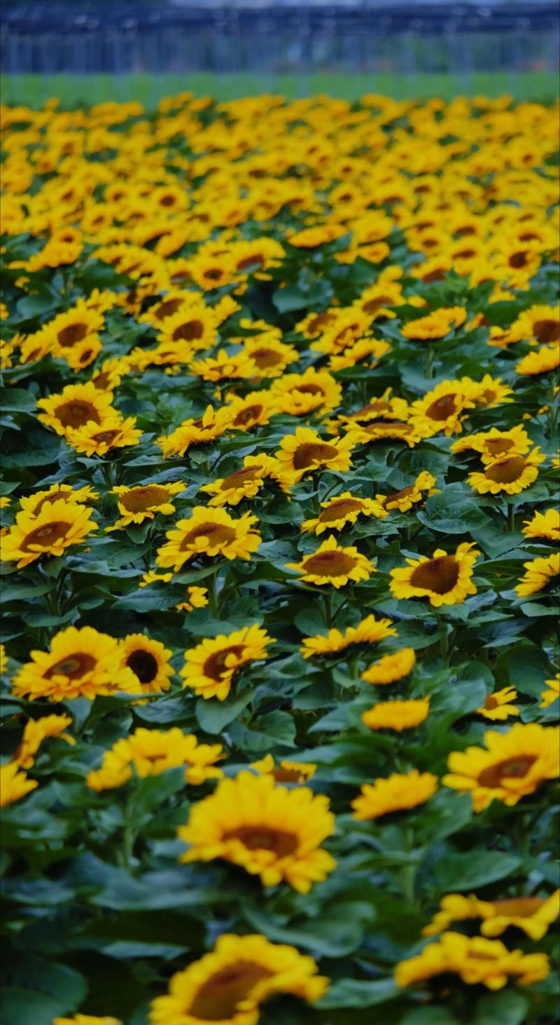 抖音里会动的向日葵