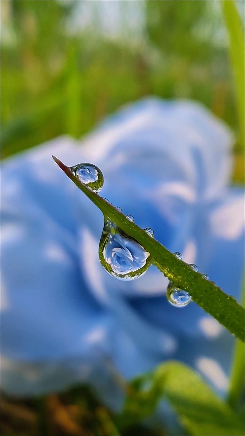 抖音微距镜头买那种