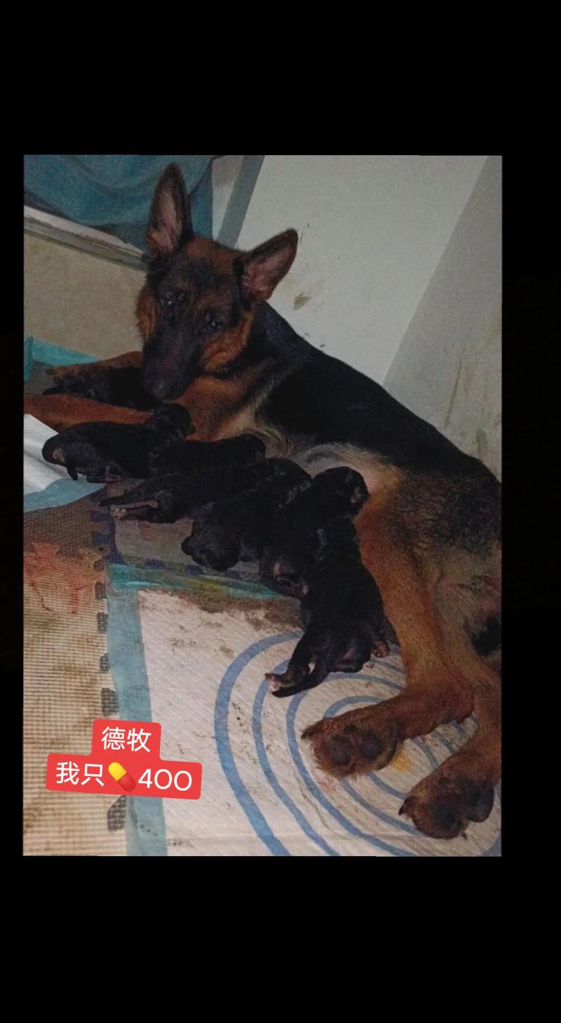 德牧生小狗视频直播