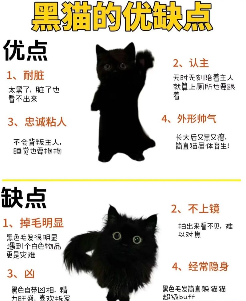 快手黑猫大人的配乐