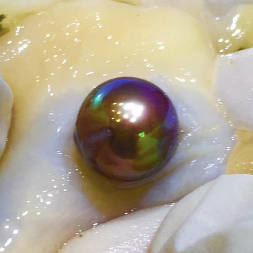 开蚌取珍珠淘宝直播