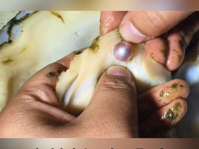 开蚌取珍珠淘宝直播