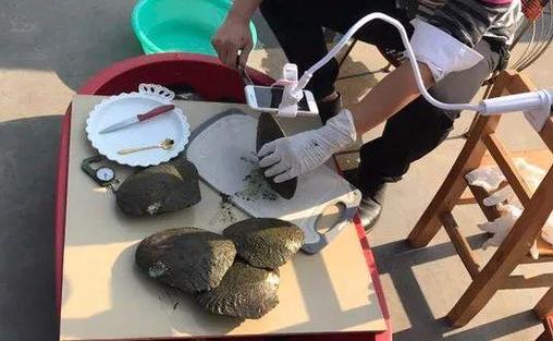 开蚌取珍珠淘宝直播