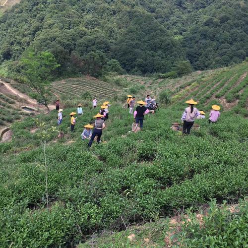 安溪电视台直播回放