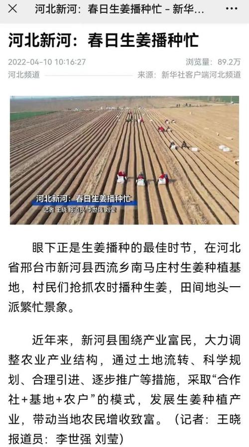 新河电视台在线直播