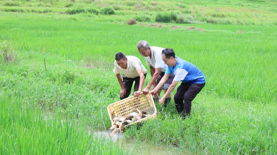 稻田养甲鱼视频直播