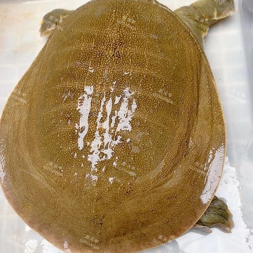 稻田养甲鱼视频直播