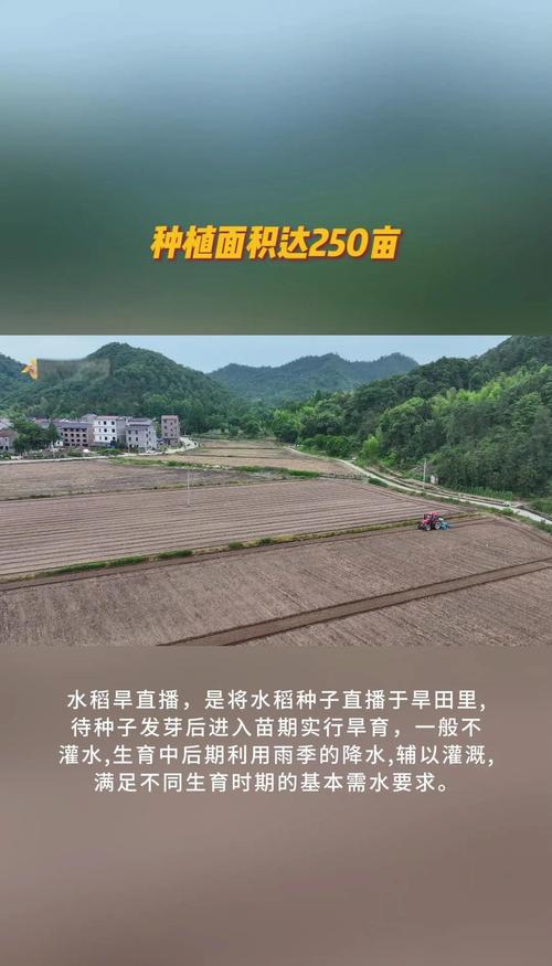 水稻旱直播的利与弊