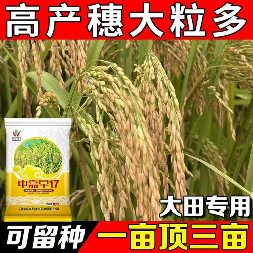 水稻旱直播的利与弊