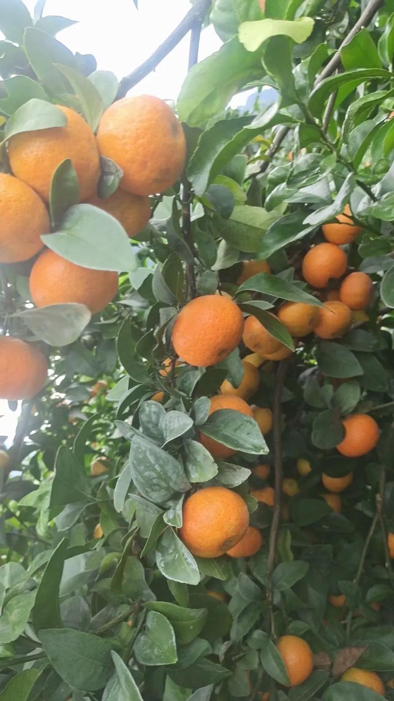 皇帝柑种植视频直播