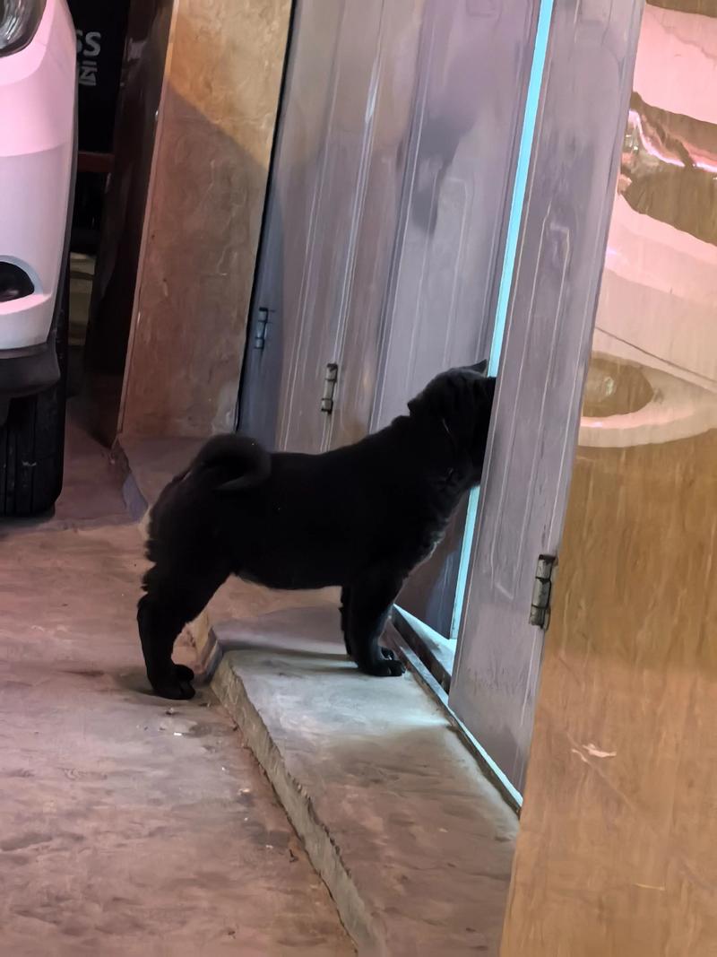 快手黑喂狗背景音乐