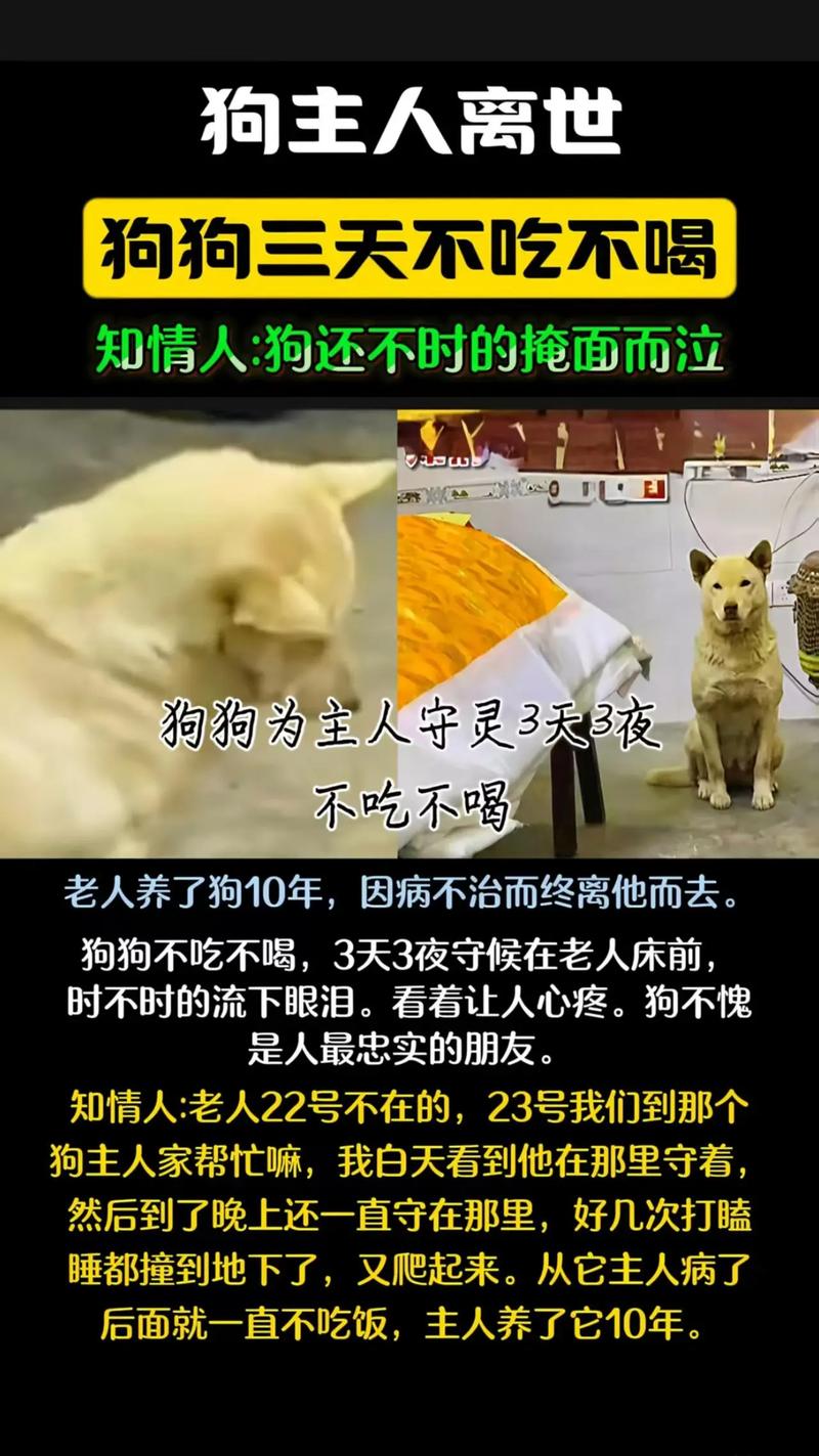 快手黑喂狗背景音乐