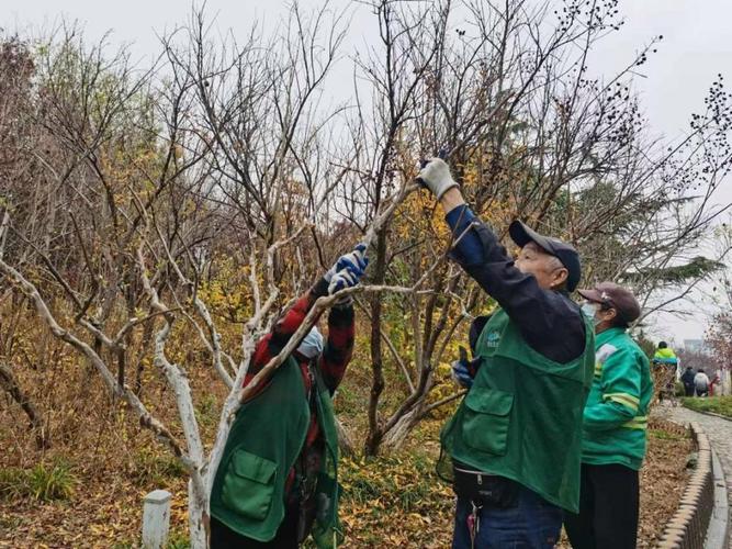 紫薇树修剪视频直播