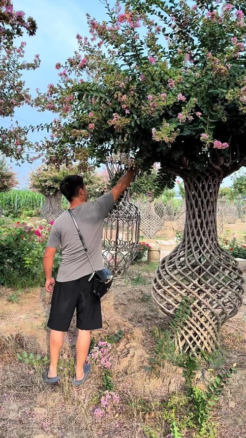 紫薇树修剪视频直播