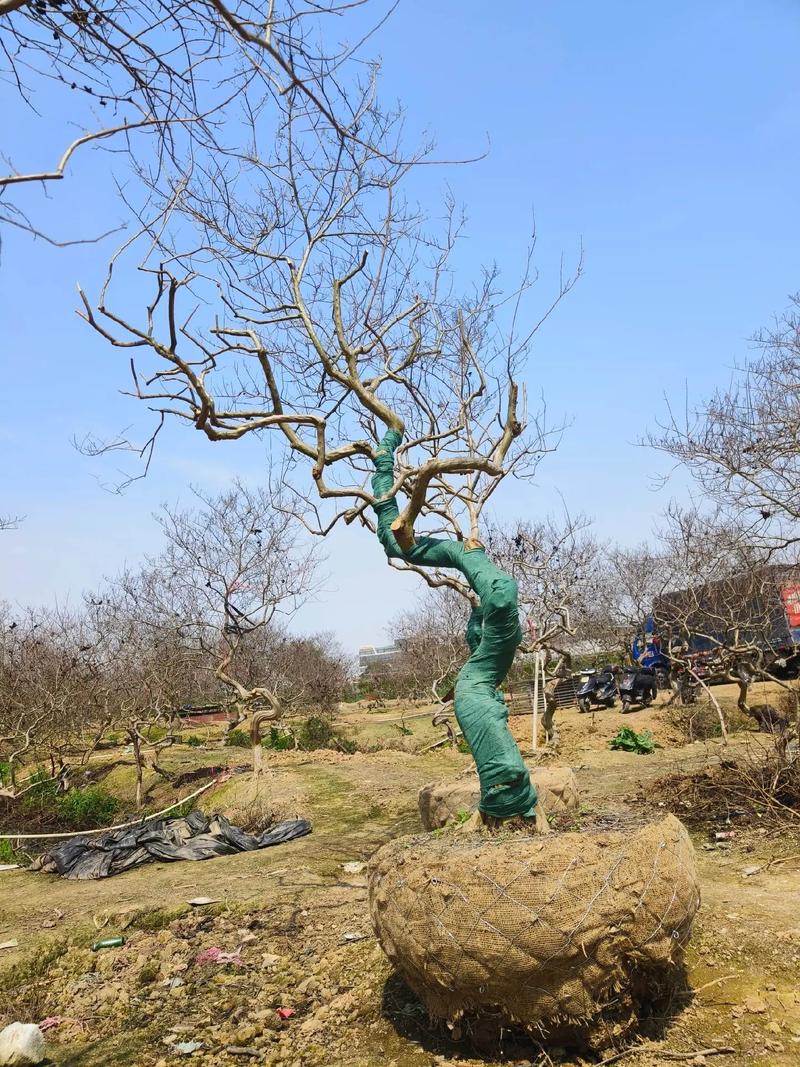 紫薇树修剪视频直播