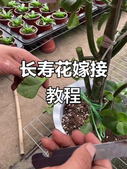 长寿花嫁接视频直播