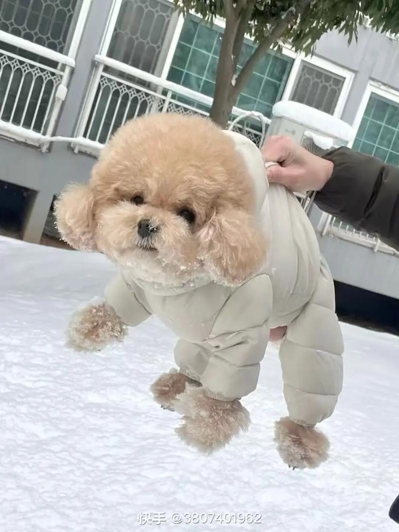 快手泰迪豆豆的故事