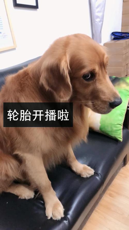 快手轮胎上那个节目