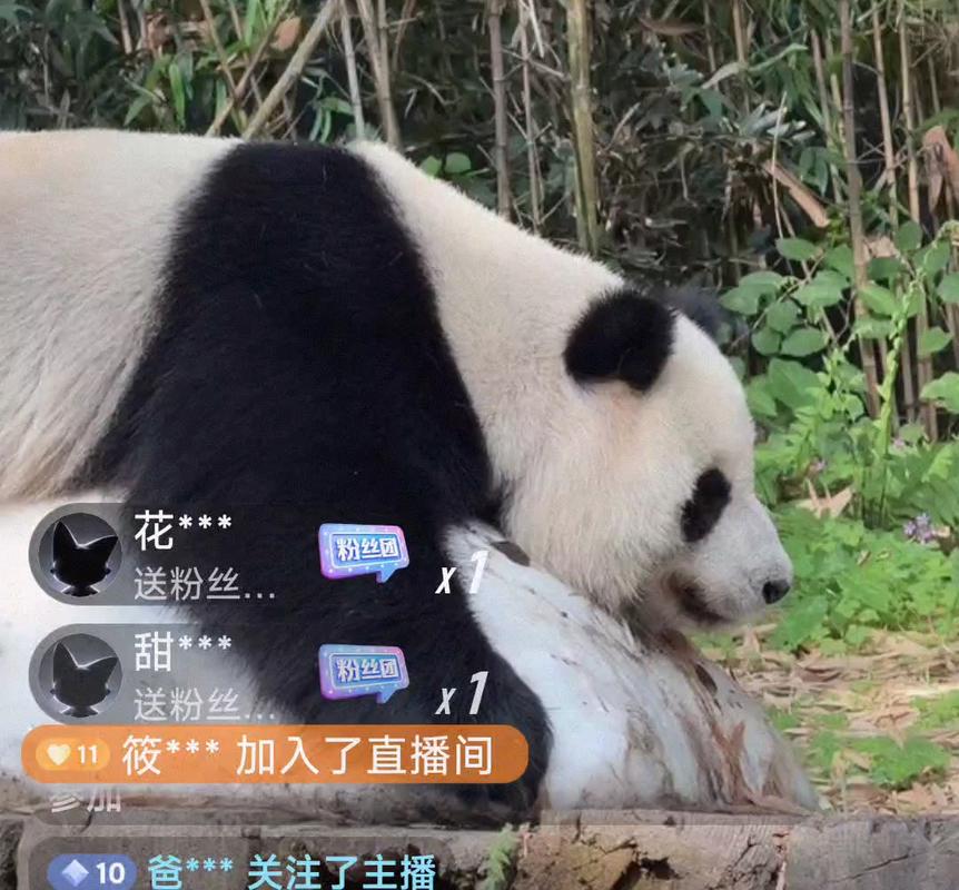 熊猫直播刷人气软件