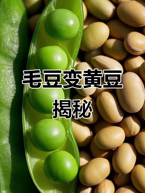 毛豆的成长过程快手