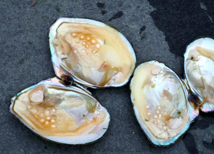 淘宝直播开蚌取珍珠