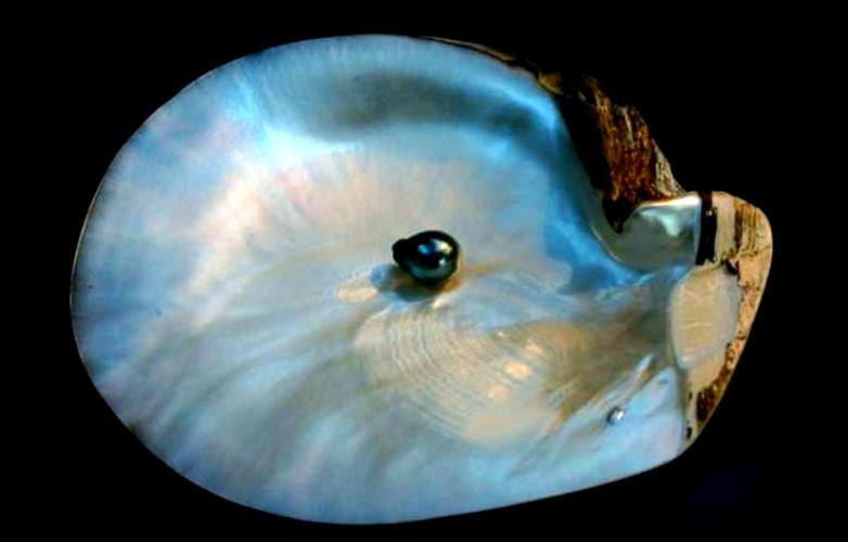 淘宝直播开蚌取珍珠