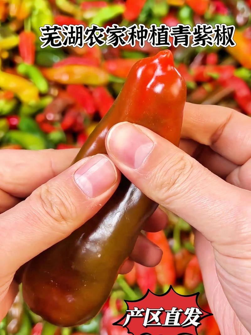 快手吃花椒视频教程