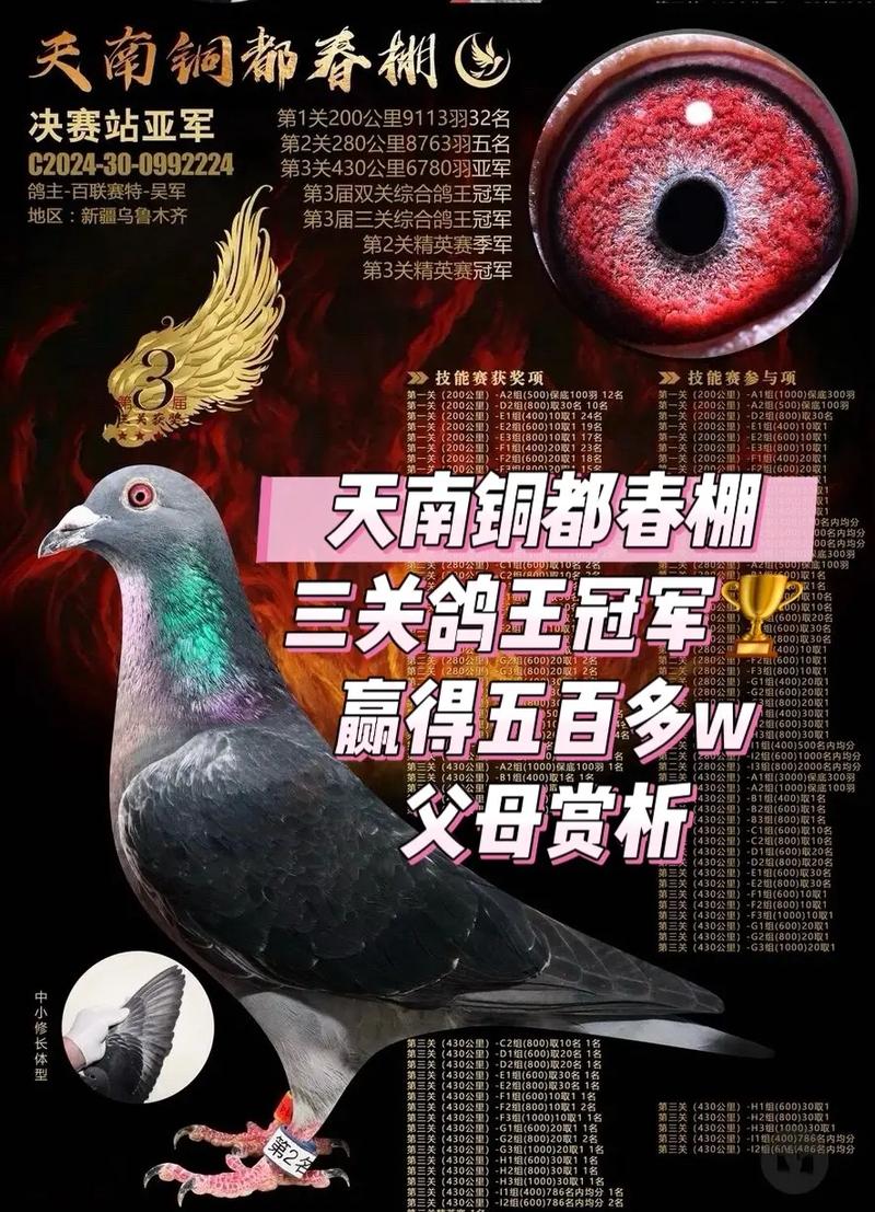 南京信鸽168直播