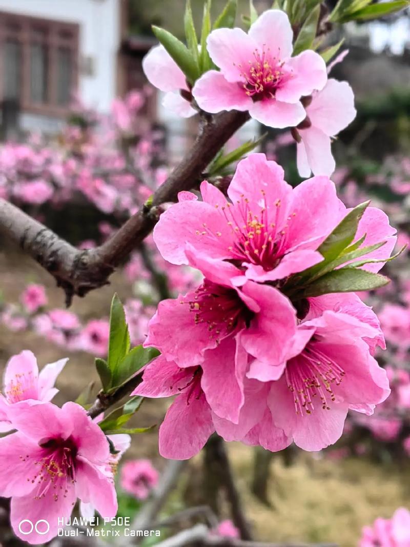 经视直播桃花朵朵开