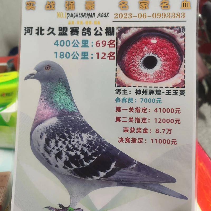 隆飞尔鸽钟赛事直播