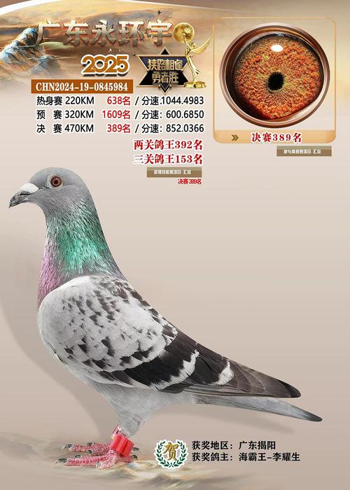 隆飞尔鸽钟赛事直播