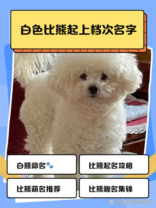 比熊王土豆快手ID
